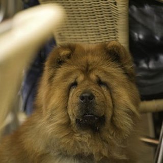 Tips For Sidewalk Dining With Dogs