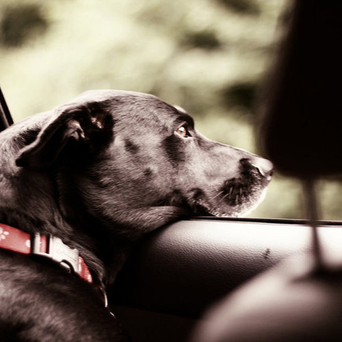 What to Bring on a Road Trip With Pets