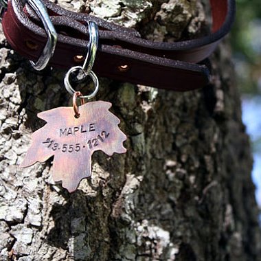 Best Dog Products For Fall