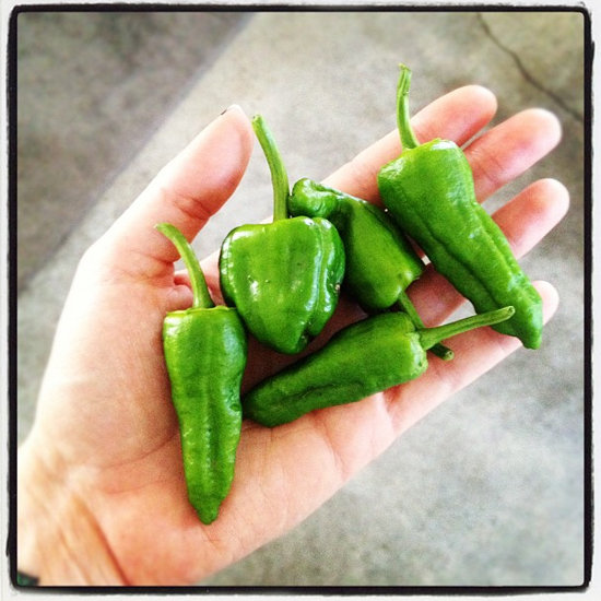 The First Padrons of the Season
