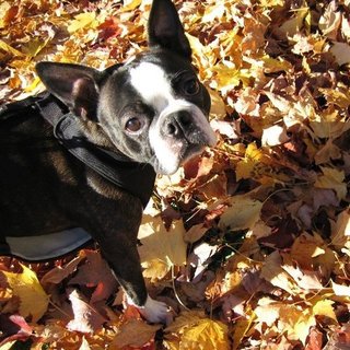 Dogs and Cats in Fall Leaves | Pictures