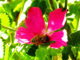 pollen and the  bee