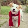 Pictures of Happy Dogs and Mad Cats