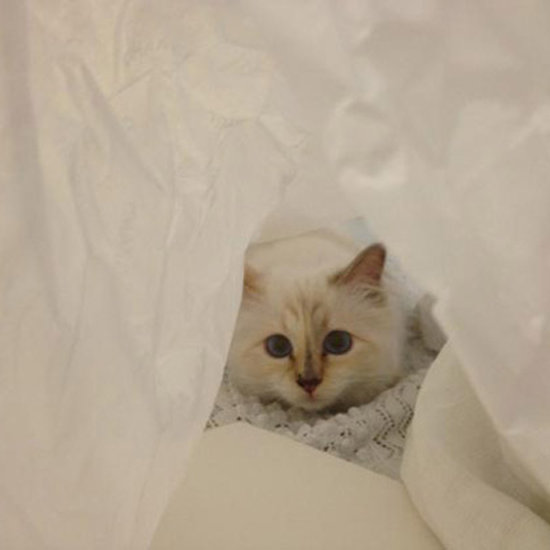 Inside Choupette's Diary Inside Choupette's Diary