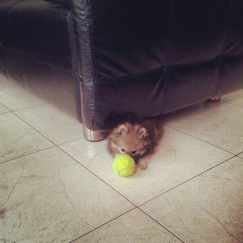 I Can Fit Under the Couch . . . Why Can't This Ball? I Can Fit Under the Couch . . . Why Can't This Ball?