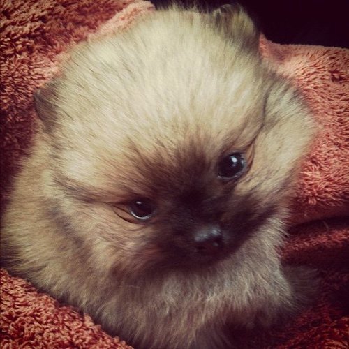 Pom Puppy Power! Pom Puppy Power!