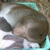 An Unconventional Love Story: When Monkey Meets Bunny . . .
