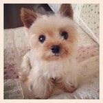 Japanese Study Shows Cute Animals Improves Concentration