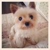 Japanese Study Shows Cute Animals Improves Concentration