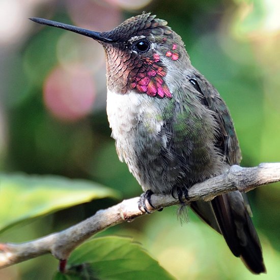 Facts About Hummingbirds on National Hummingbird Day | Birds Facts About Hummingbirds on National Hummingbird Day | Birds