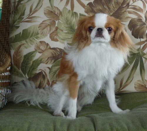 Carl, a Japanese Chin Carl, a Japanese Chin