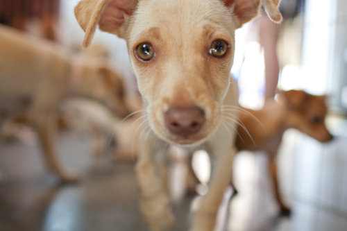 Daisy, a Chihuahua-Terrier Mix