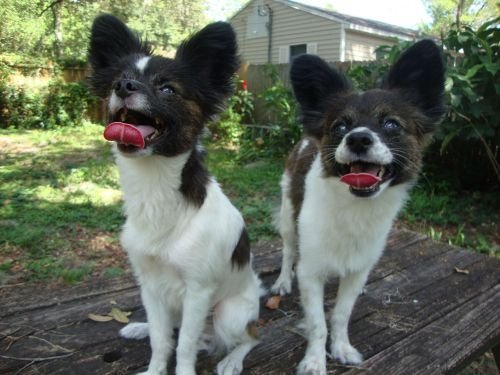 Luke and Louie, Papillons Luke and Louie, Papillons