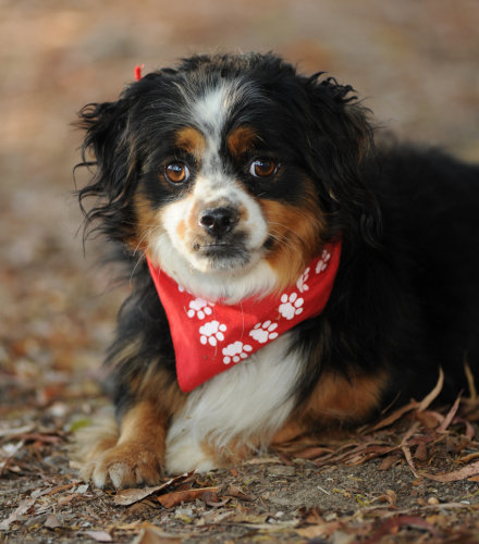 Winston, a Cavalier King Charles Spaniel-Corgi Mix Winston, a Cavalier King Charles Spaniel-Corgi Mix