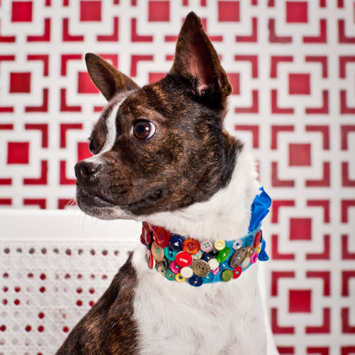 Addie, a Boston Terrier Mix Addie, a Boston Terrier Mix