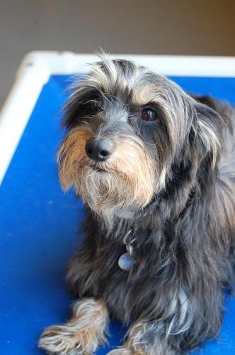 Patty Pan, a Yorkie-Dachshund Mix Patty Pan, a Yorkie-Dachshund Mix