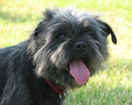 Alice, an Affenpinscher