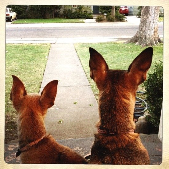guardians of the front porch.