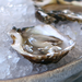 Shucking oysters