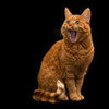 Pet Safety Tips For Halloween