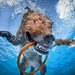 4. Entice Pets With Their Favorites