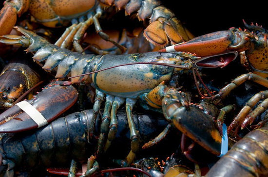 Lobster Lobster