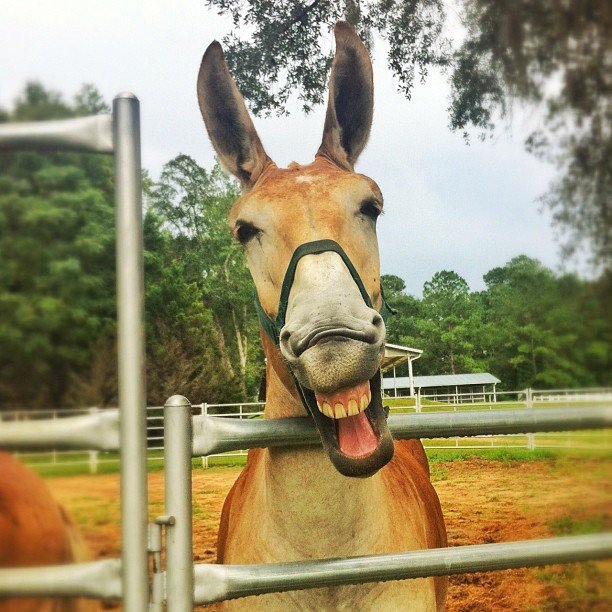 Fun Facts For National Mule Day | Pictures Fun Facts For National Mule Day | Pictures
