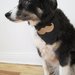 Mustache Bandanna