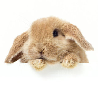 PETA Grant to Help End Animal Testing in China