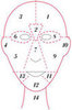 What is Chinese Face Mapping & How to Treat Acne