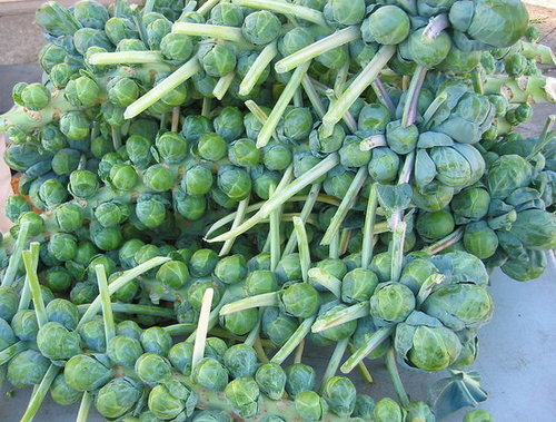 Brussels Sprouts Brussels Sprouts