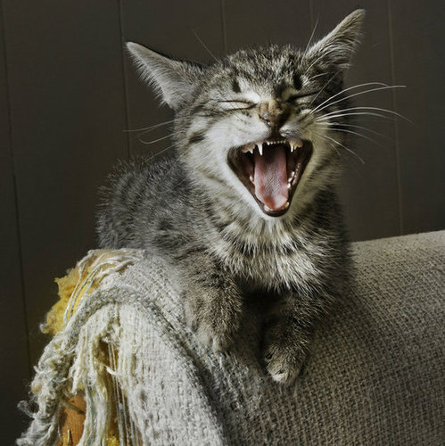 This holiday season, give your cat one of these fun scratching posts and give your $1,000 sofa a break. Head to PetSugar for the best scratching posts at every price point.
This holiday season, give your cat one of these fun scratching posts and give your $1,000 sofa a break. Head to PetSugar for the best scratching posts at every price point.