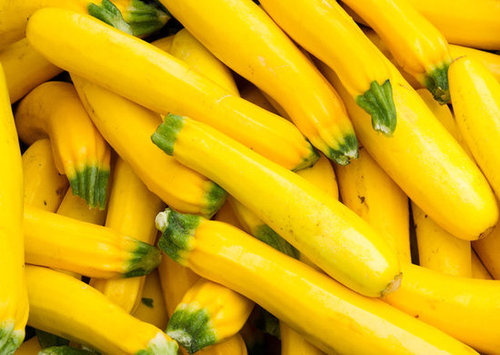 Summer Squash Summer Squash