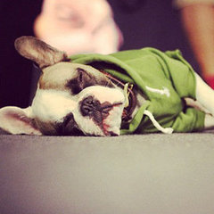 Cute Pets Sleeping | Pictures