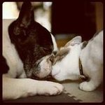 Unlikely Pet Friends
