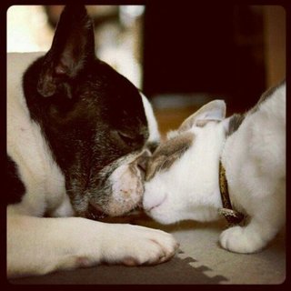 Unlikely Pet Friends