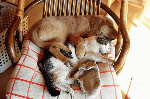 Snooze Time Snooze Time