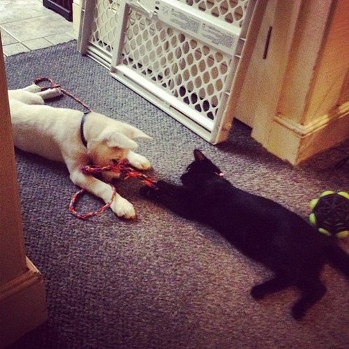 Let's Play Tug-of-War Let's Play Tug-of-War