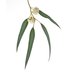 Eucalyptus