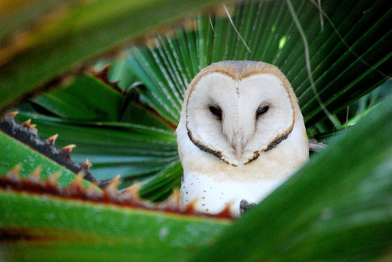 Birds are a smart species, with some crafty enough to create and use tools for their benefit.
Source: Flickr user brisbanefalling
Birds are a smart species, with some crafty enough to create and use tools for their benefit.
Source: Flickr user brisbanefalling
