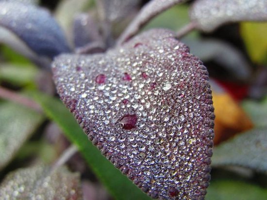 Lilac Sage