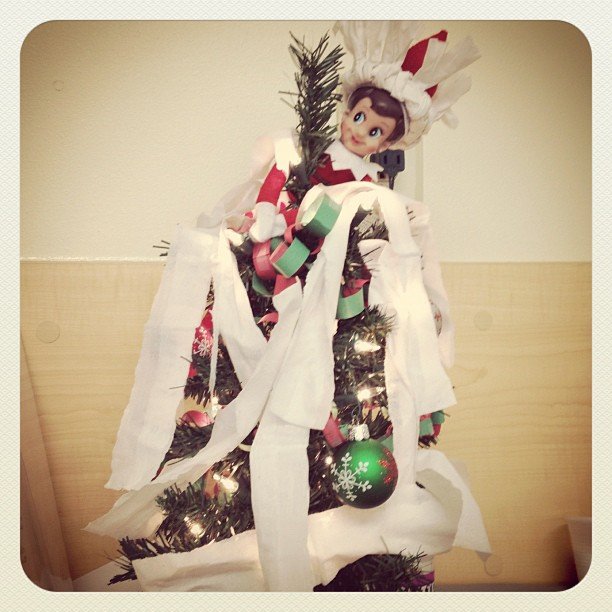 Toilet-Papered Tree Toilet-Papered Tree