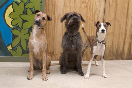 In collaboration with LOTR’s Animal Trainer, Mark Vette - Porter, Monty and Ginny..