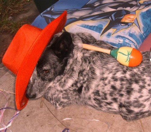 Kouta Dog