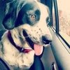 Tips For Traveling With Pets
