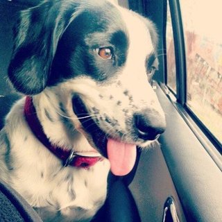 Tips For Traveling With Pets