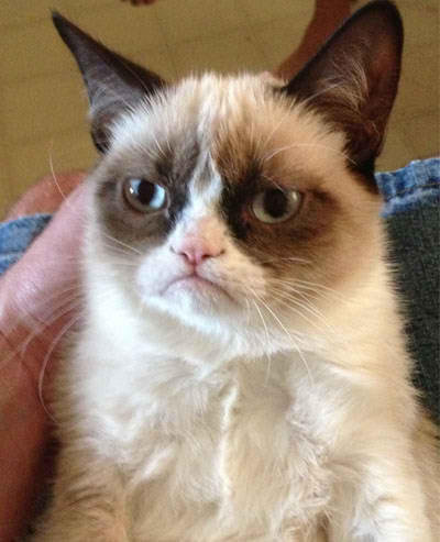 Tard the Grumpy Cat Tard the Grumpy Cat