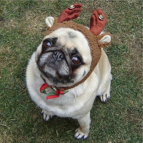 Pug Compact Reindeer