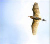 Beautiful Bird Pictures