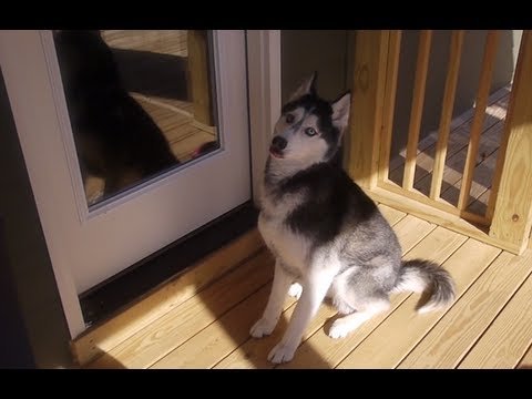 Mishka the Talking Husky (Video)